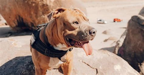 Pitbull Breeds Unleashed: Discover The Top 13 Fascinating ...